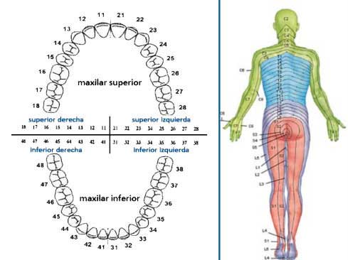 conexion-dientes-organos-dentista-holistico-madrid